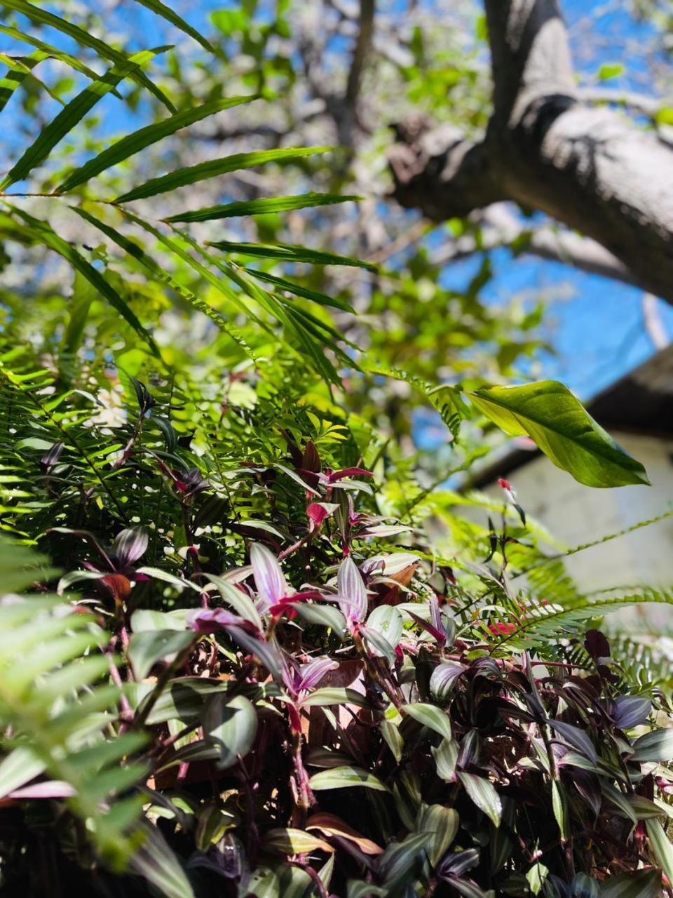 Posada Mana San Juan La Laguna Kültér fotó